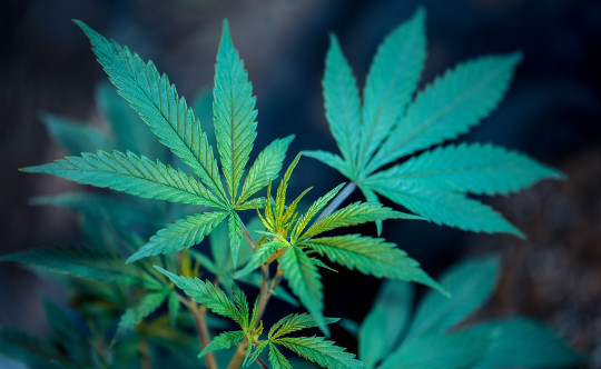 Cannabis Blüten als Alternative zu Medikamenten 